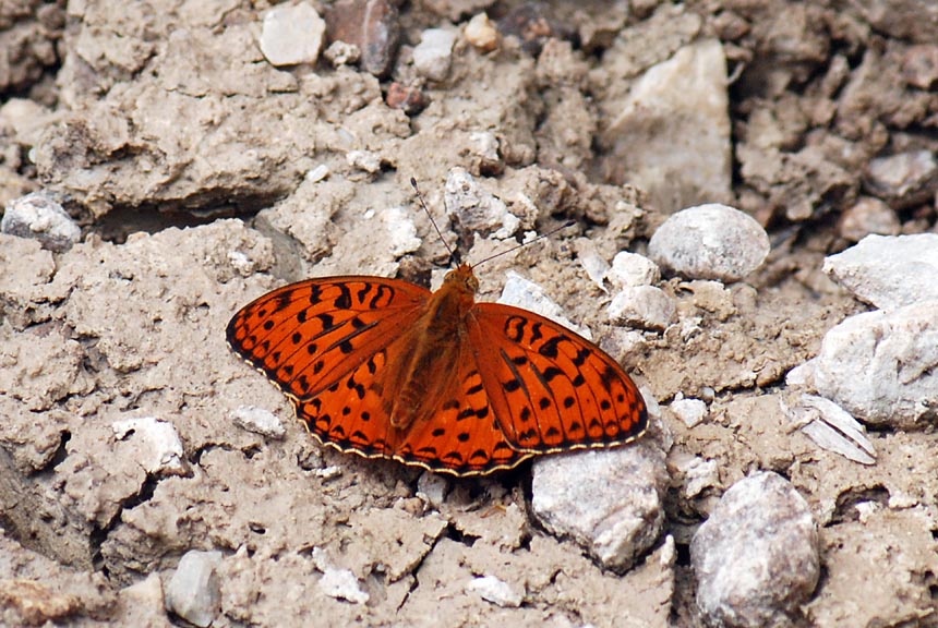 Chi  - Argynnis (Fabriciana) adippe